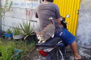 Ce chat adore faire de la moto