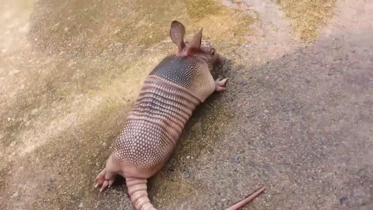 Elle découvre un bébé tatou abandonné dans son jardin