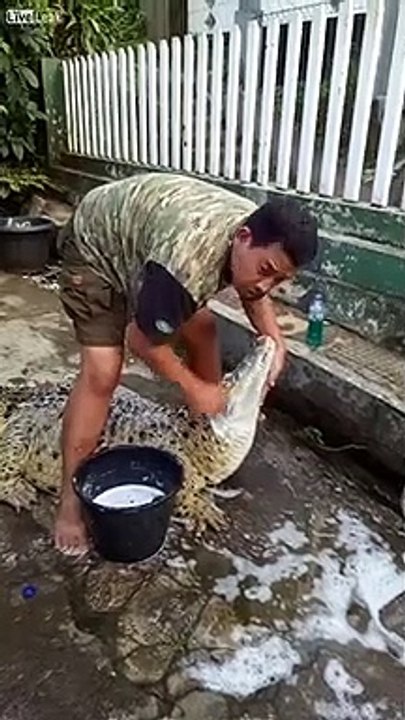 Il fait la toilette à son crocodile de compagnie