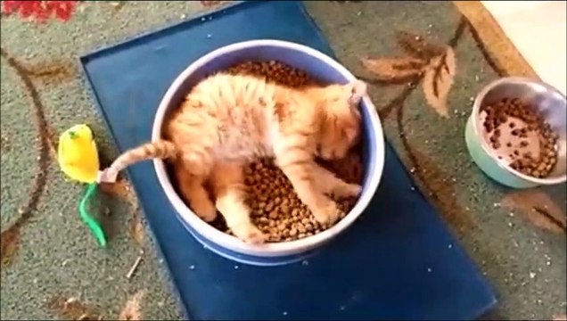 Ce chaton est au paradis