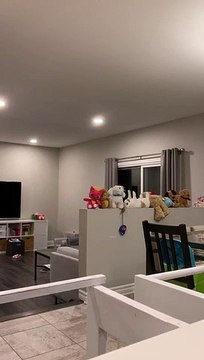 Un lapin se cache dans cette vidéo. Arriverez-vous à le trouver?