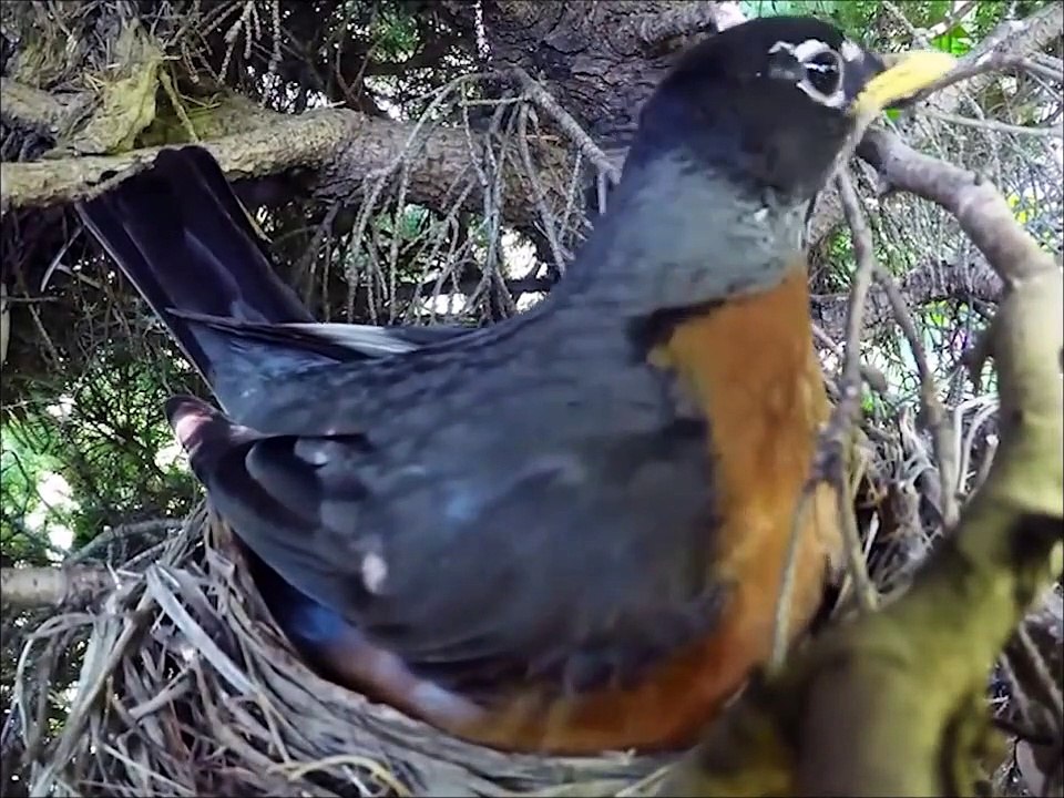 Regardez ce qui se passe quand cette maman oiseau quitte le nid