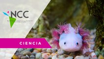 Preservar especies endémicas de México, el objetivo de este laboratorio