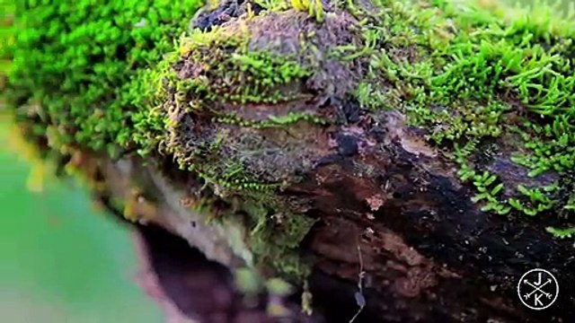 Test DFP IAS without Zentrick