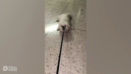 Stubborn Pet Dog Refuses To Go For Walk