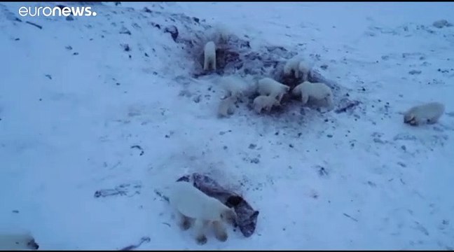 Белые медведи не могут уйти на охоту