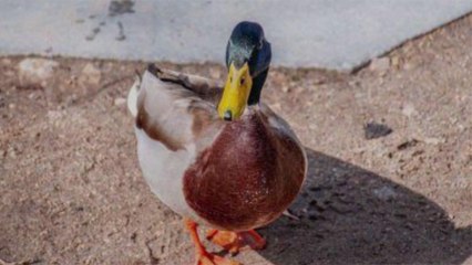 A Duck Was Spotted on the NYC Subway Tracks — and It’s Not the First Animal to Try to Hop a Ride