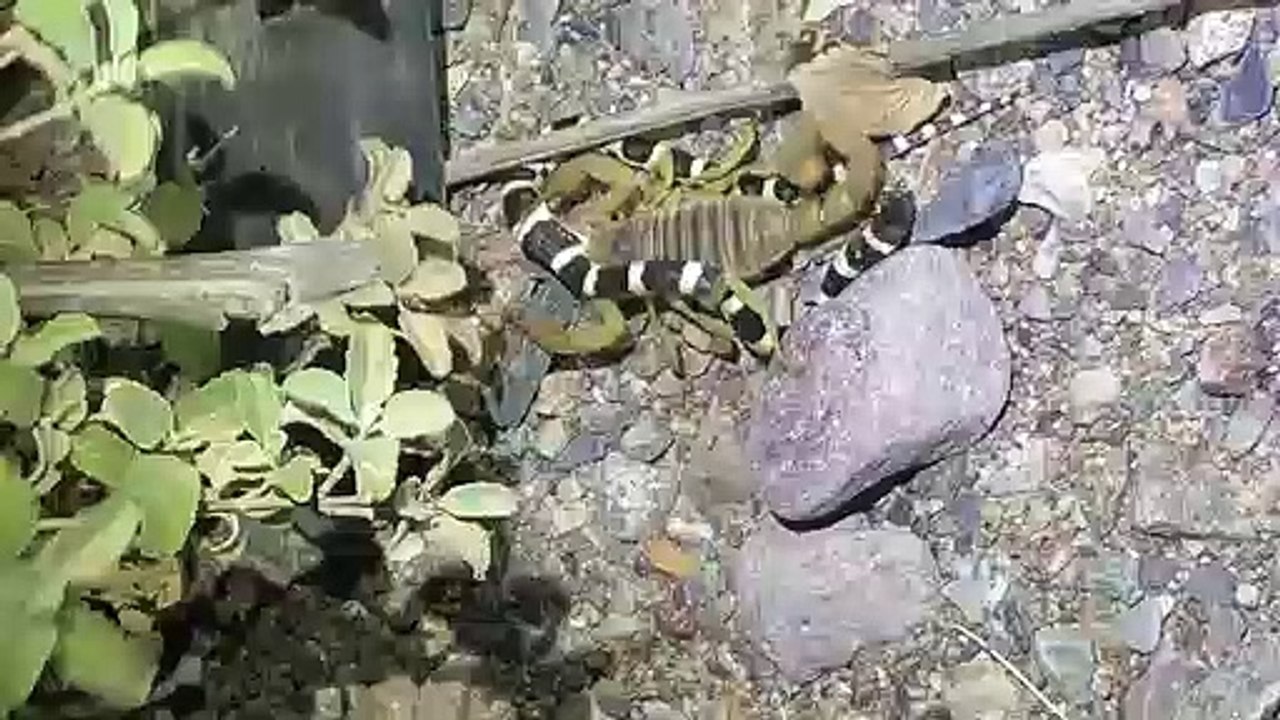 Scorpion Scampers Off with Snake