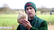 Mind Blown: Here's What An Elephant Tooth Looks Like Up Close