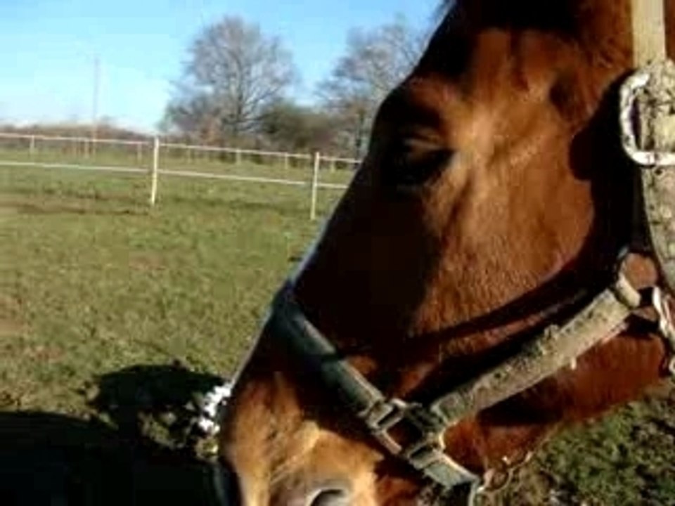 Balzac et les chevaux
