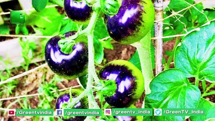 Black Tomato Farming || काले टमाटर की खेती की पूरी जानकारी || Kisan और उपभोगक्ता दोनों खुश