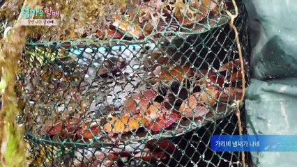 두선할매의 든든한 아들과 함께하는 홍가리비 수확 [섬마을할매] 20회