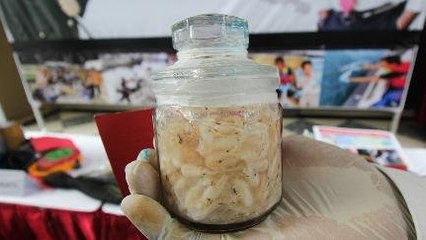 Ekspor Benih Lobster Mau Dibuka Lagi