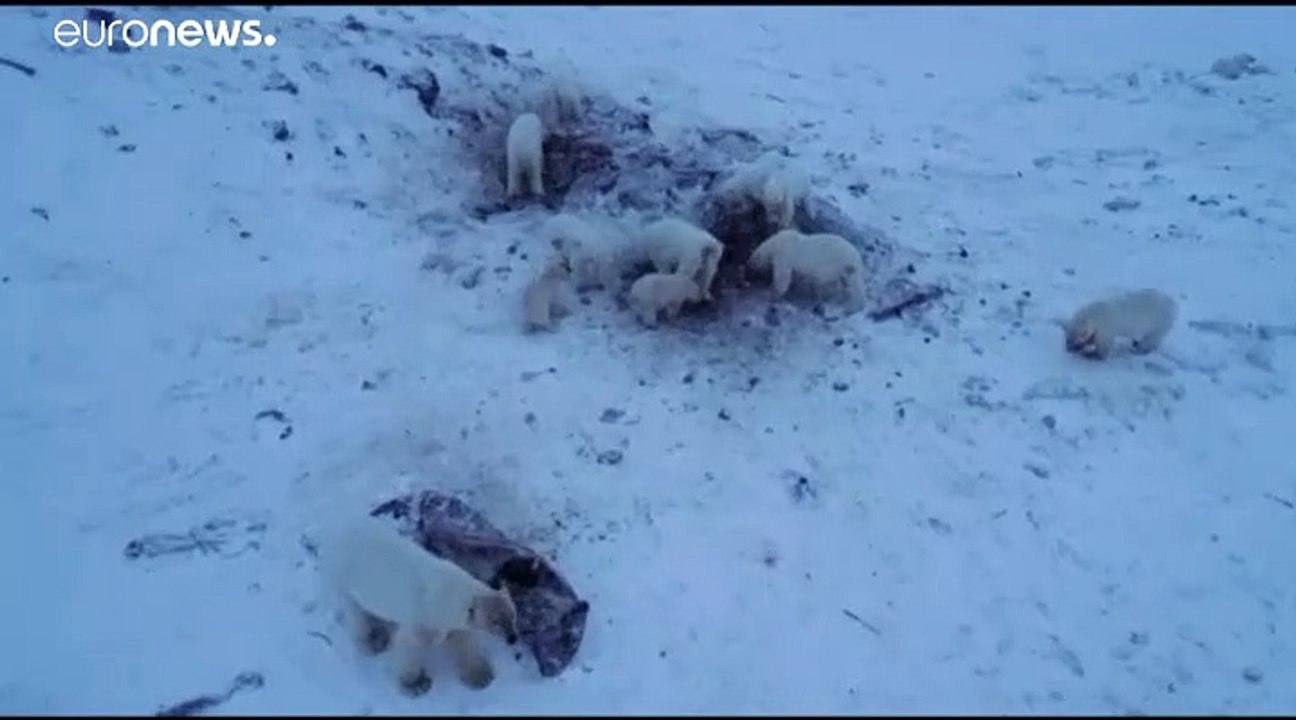 Eisbären-Alarm in Russland: 50 verhungernde Tiere machen Dorf unsicher