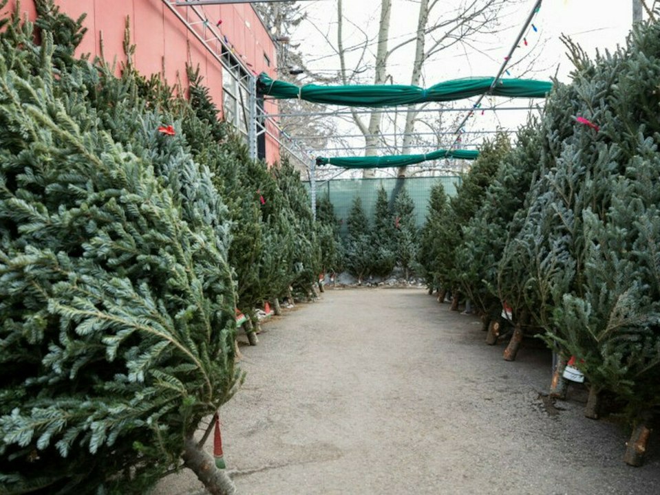 Wie viel kostet ein Weihnachtsbaum dieses Jahr?