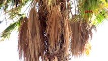 Hatay palmiye yaprakları kadın elinde değer buldu