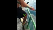 Ils découvrent un requin-baleine pris au piège par une corde et font tout leur possible pour le libérer