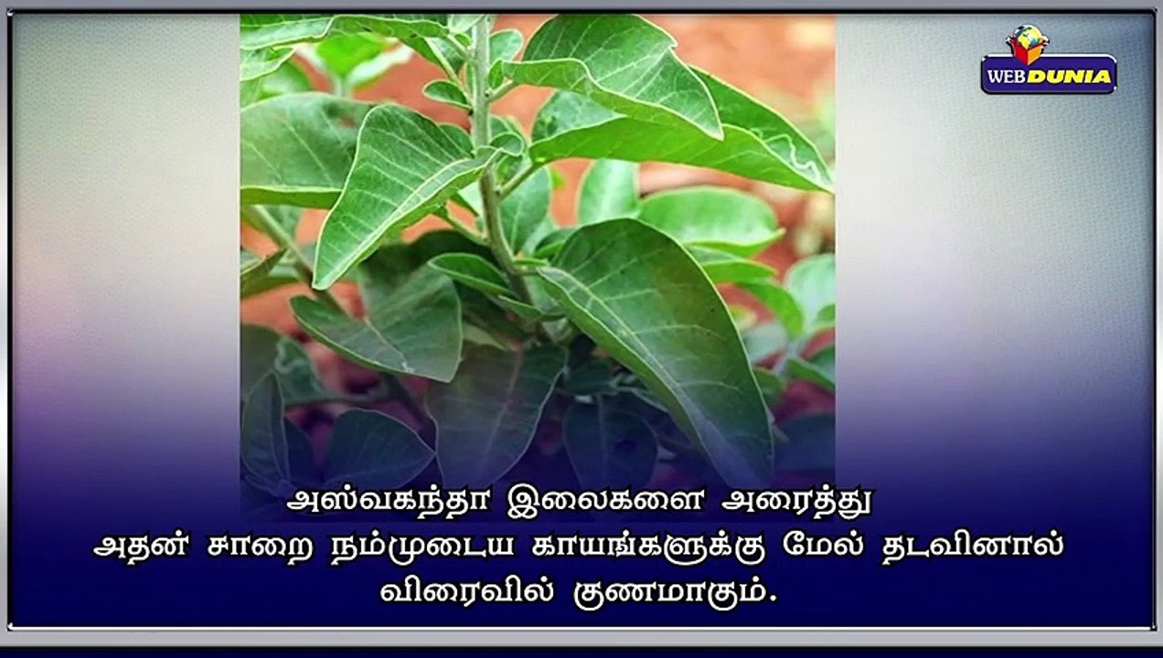 அஸ்வகந்தா செடியின் அற்புத பலன்கள்..!!