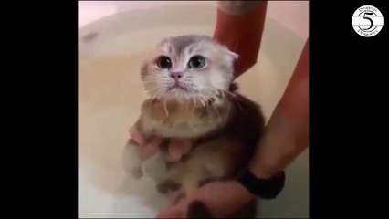 Gatos Graciosos - Funny Cats (4)