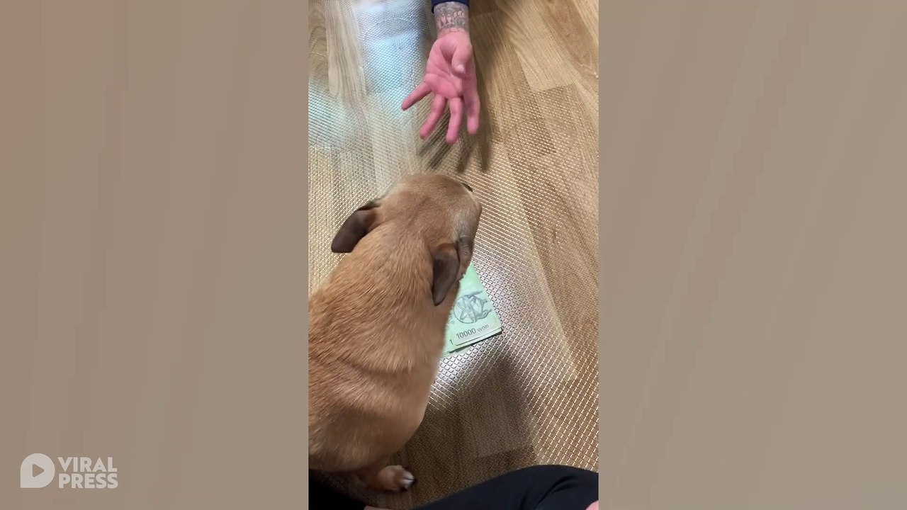 Dog Protects Money From Owner