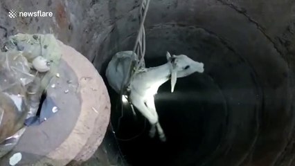 Cow that fell into 120ft deep well is rescued by kind villagers in central India