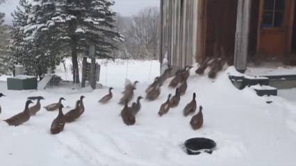 Ördeklerin kar tepkisi güldürdü!