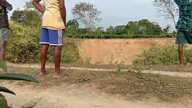 Herd of stampeding wild elephants chase after forest workers in east India