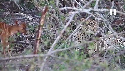 தைரியமாக சிறுத்தையோடு மோதிய மான் குட்டி..- வீடியோ