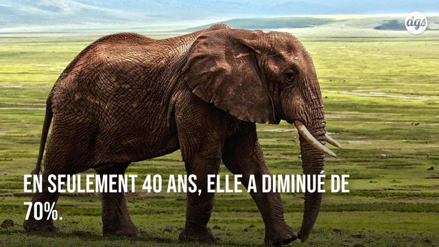 Les éléphants pourraient disparaître en 2040 si des mesures urgentes ne sont pas prises