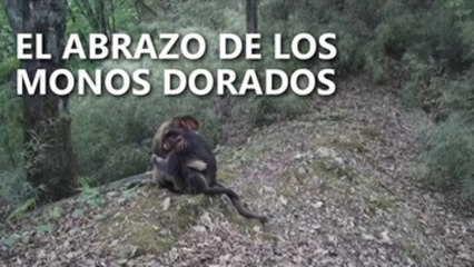 El abrazo de los monos dorados en China