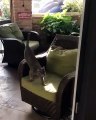 Ce chat est flippant ! Il bouge sur une chaise qui tourne sur place !