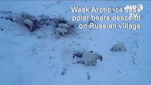 Weak Arctic ice sees polar bears descend on Russian village
