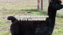 Cet alpaga est condamné à être abattu mais sa propriétaire se bat pour le sauver