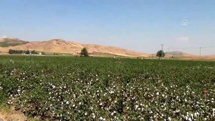 Ürettiği pamuk için fabrika kurdu şimdi bölgenin pamuğunu işliyor