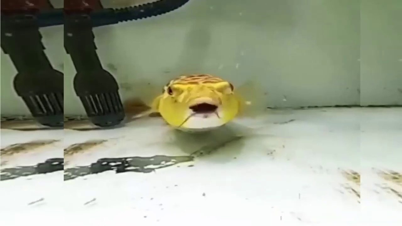 विश्व की सबसे खतरनाक मछली | TIKTOK New Video | Indian Girls Tiktok videos | Hot Indian Girls |tiktok