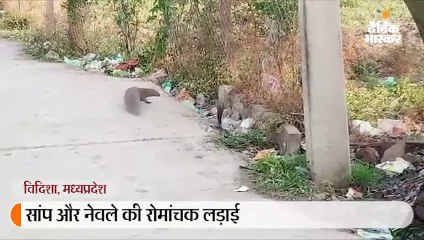 विदिशा में सांप और नेवले की रोमांचक लड़ाई