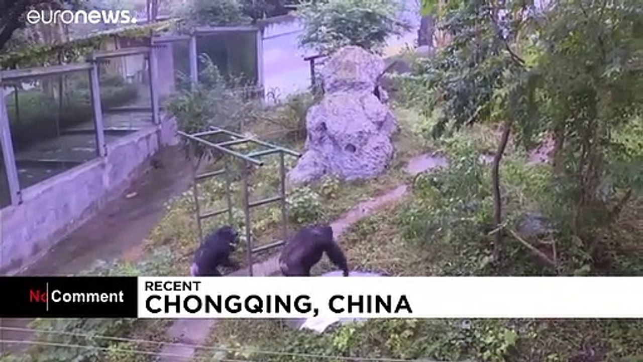 Waschtag im Zoo: Schimpanse Yuhui weiß, wie er T-Shirts sauber bekommt