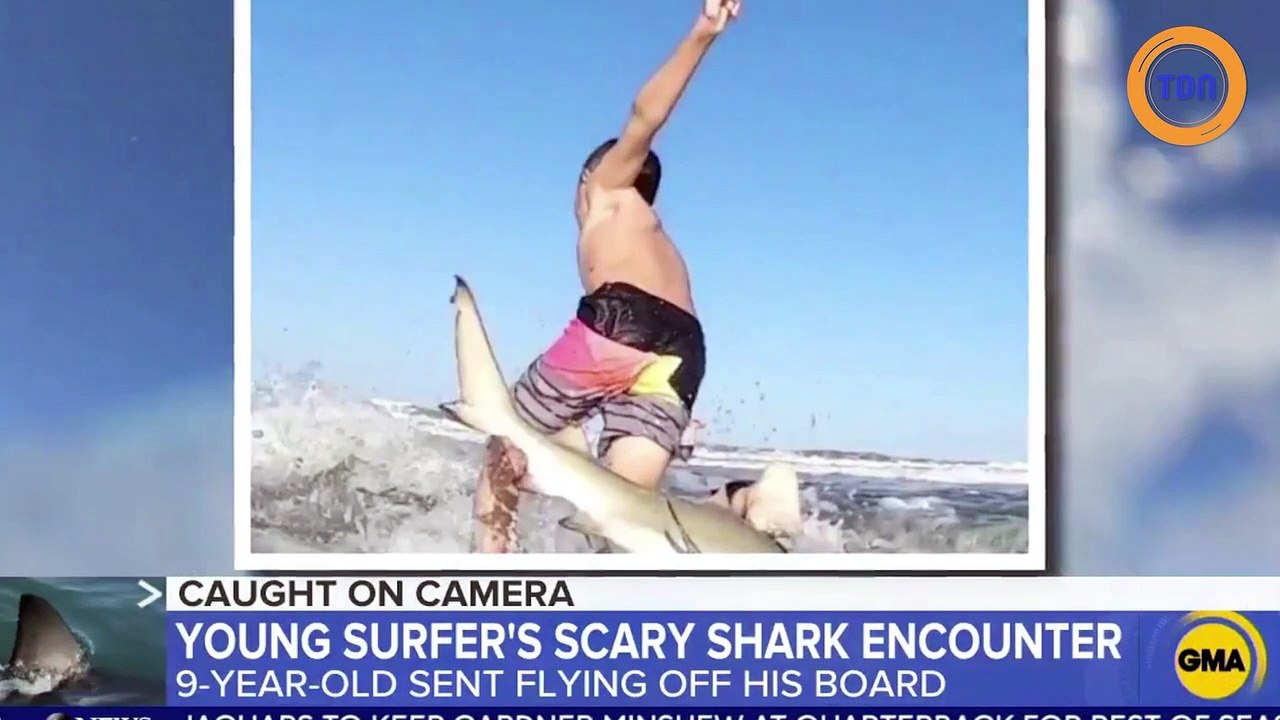 Un requin attaque un enfant qui fait du surf