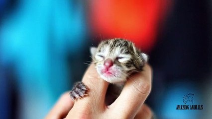 قطط صغيرة ظريفة   so many cute kittens