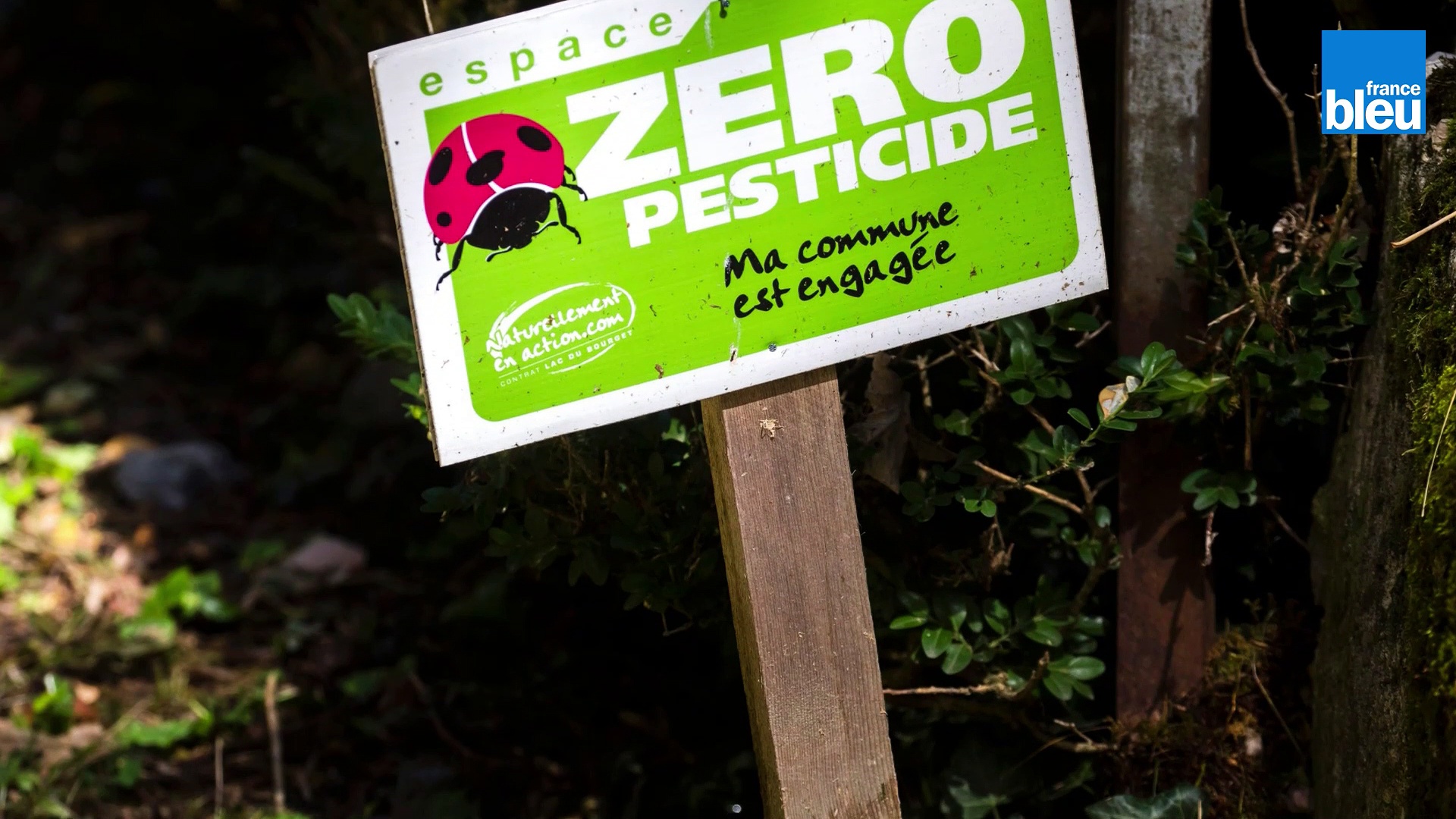Pesticides