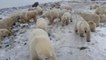 Medio centenar de osos polares hambrientos invaden una aldea de Rusia