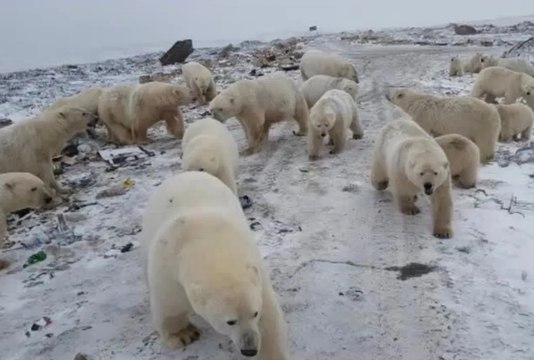 Medio centenar de osos polares hambrientos invaden una aldea de Rusia