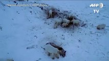Cincuenta y seis osos polares, en las afueras de una aldea en el extremo noreste de Rusia