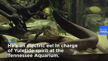 Electric eel lights up aquarium Christmas tree