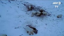 Ursos polares se aproximam de vilarejo na Rússia