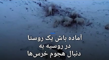 هجوم ۵۶ خرس به روستایی در شمال شرق روسیه