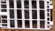 112 Acil Sağlık Hizmetleri Haftası'nda 25 kınalı keklik doğaya salındı