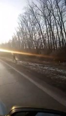 Effrayant : quand un élan percute fortement ta voiture