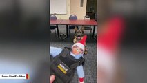 K9 Spots Elf on the Shelf And Then This Happens