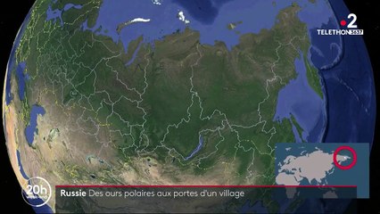 Russie : des ours polaires aux portes d’un village